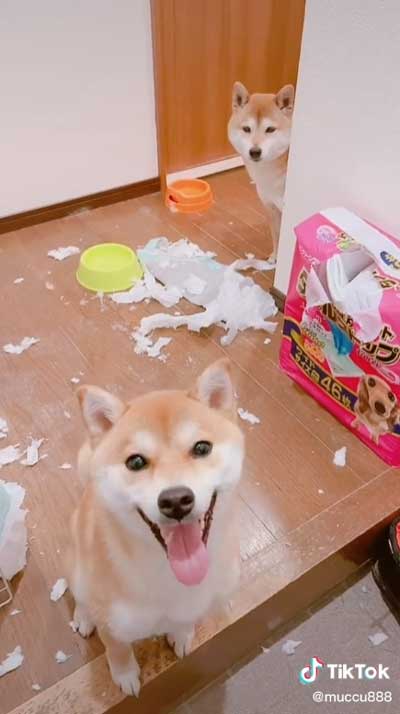 柴犬 2匹 イタズラ どっち 犯人 分かりやすい