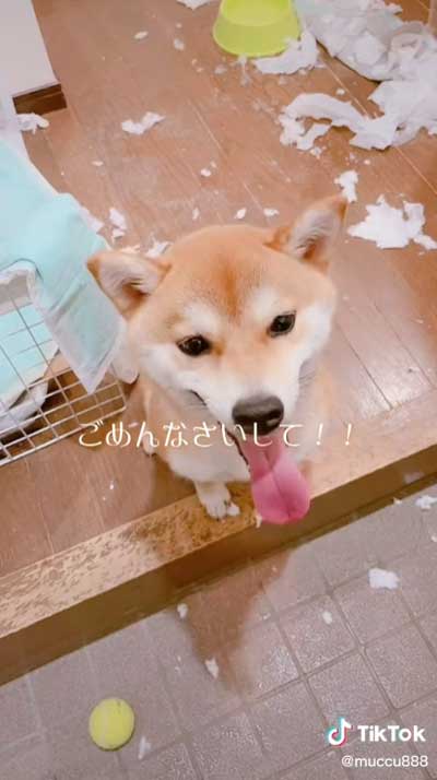 柴犬 2匹 イタズラ どっち 犯人 分かりやすい