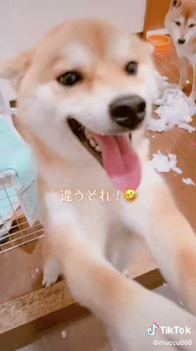 柴犬 2匹 イタズラ どっち 犯人 分かりやすい