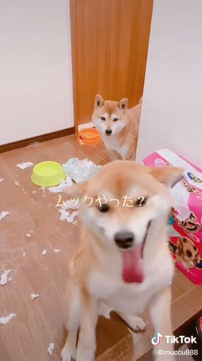 柴犬 2匹 イタズラ どっち 犯人 分かりやすい