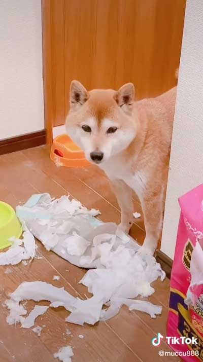 柴犬 2匹 イタズラ どっち 犯人 分かりやすい
