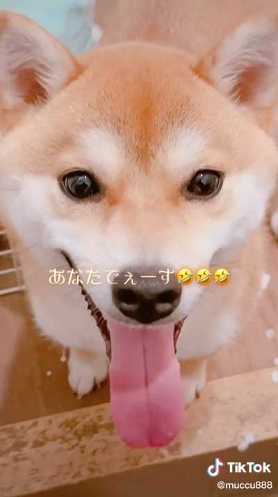 柴犬 2匹 イタズラ どっち 犯人 分かりやすい