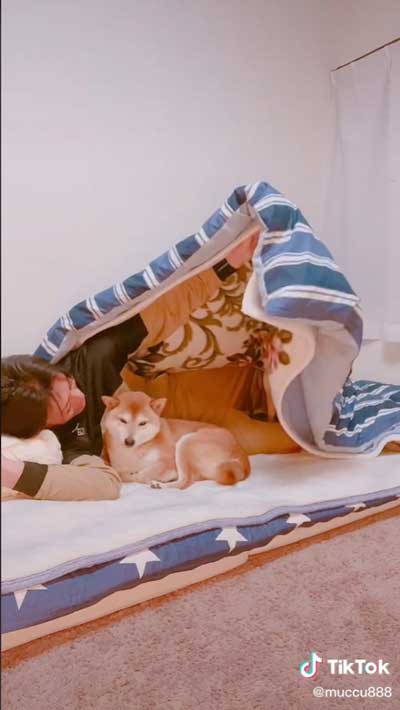 柴犬 2匹 イタズラ どっち 犯人 分かりやすい