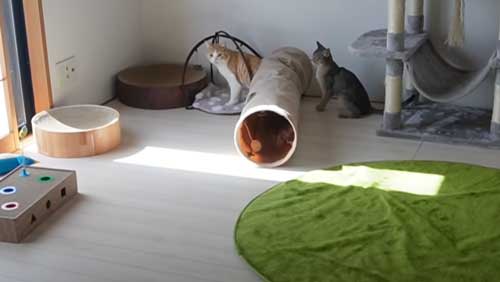 隠れてるつもり 猫 じゃれ合い 遊ぶ 仲良し フリフリ