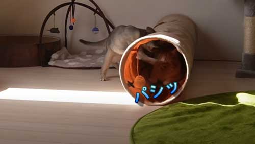 隠れてるつもり 猫 じゃれ合い 遊ぶ 仲良し フリフリ