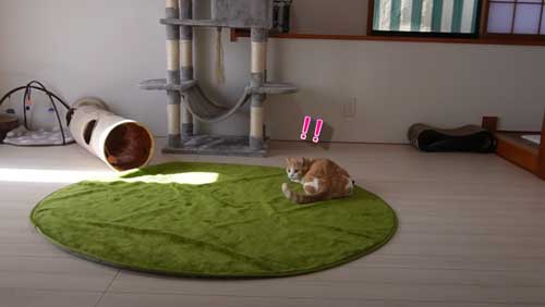 隠れてるつもり 猫 じゃれ合い 遊ぶ 仲良し フリフリ