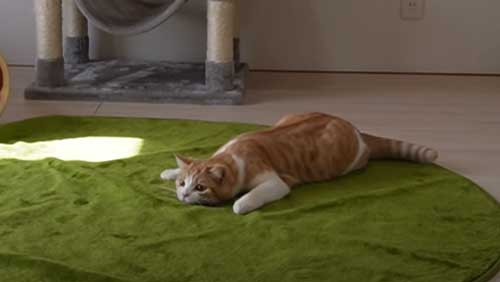 隠れてるつもりの猫