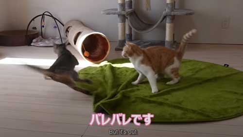 バレバレの猫ちゃん