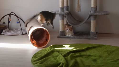 隠れているつもりの猫