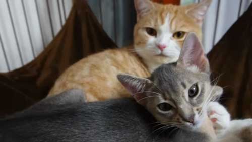 ハンモックで寄り添う猫たち