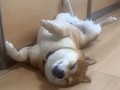 雷に驚いて飛び起きた柴犬、勢いあまって……　ふんだりけったりで飼い主に甘える姿がいとおしい
