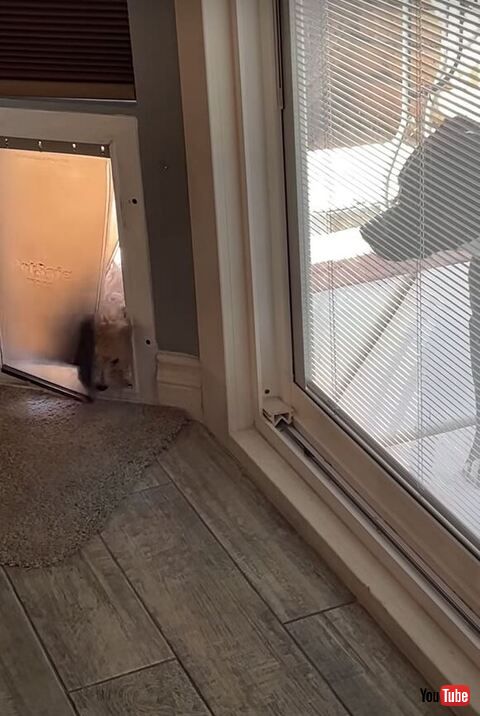 ドッグドアを使う子犬