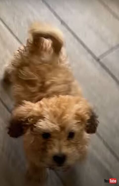 駆け寄ってくる子犬