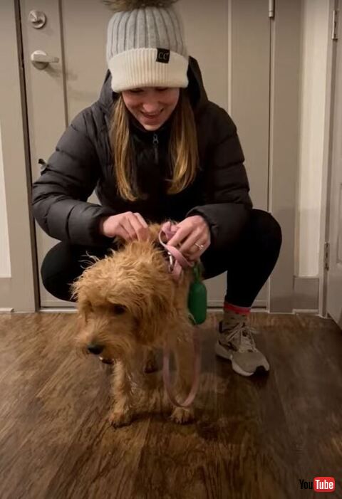 大人しいワンコ