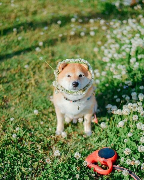 花飾りしてる八朔くん