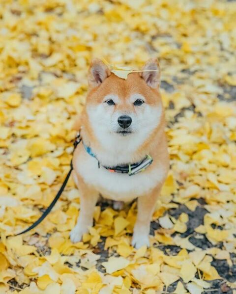 紅葉と八朔くん