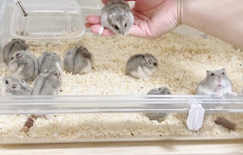 ハムスターの家族写真で乳だけ写れず