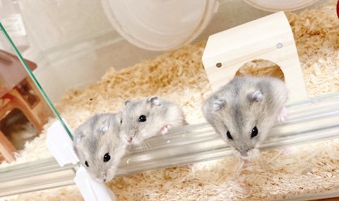 ハムスターの男子の食事風景