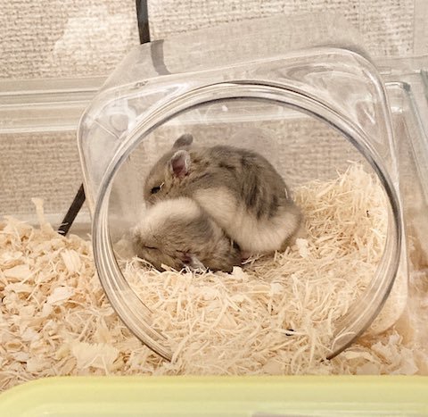 ハムスターの仲良し女子