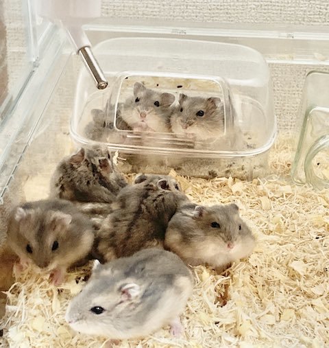 ハムスター巣分け前