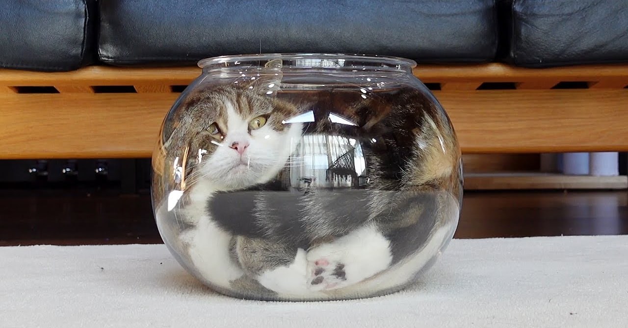 ネコ丸さん専用\( ´ω` )/ 他の人購入× 四角い金魚鉢への正しい入り方。 #Shorts #猫は液体 | 私信 まる