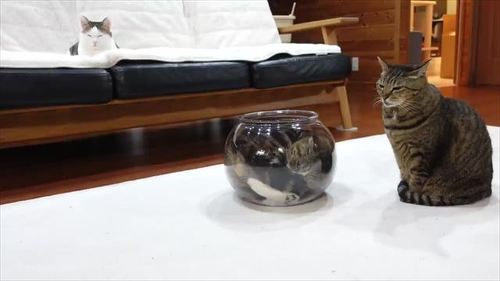 まるさんとはなちゃんとみりちゃん