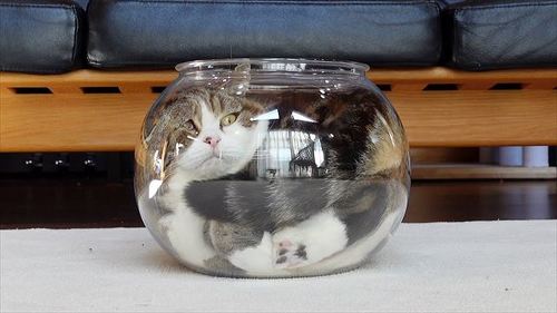 液体化した猫