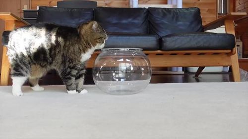 容器を見つけた猫