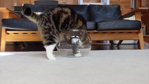 容器に足を入れる猫