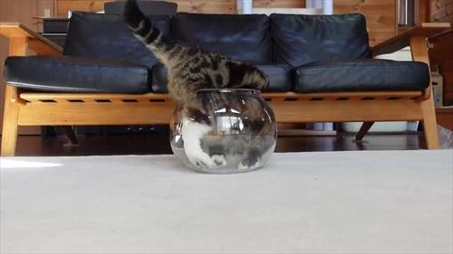 容器に体を入れる猫