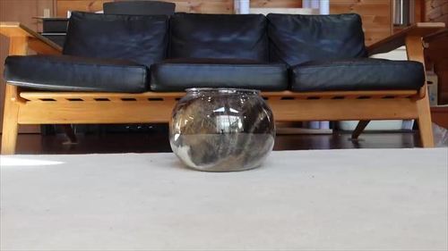 容器に全身入った猫