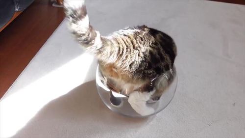 上から見たまるさん