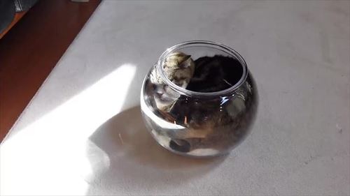 上から見ても丸い猫