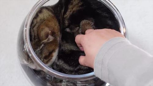 まるさんをなでる飼い主さん