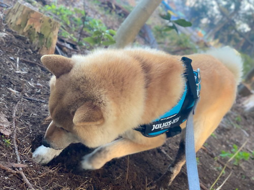 たけのこほりほりそらくん