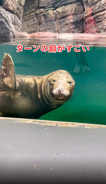 アザラシのターン