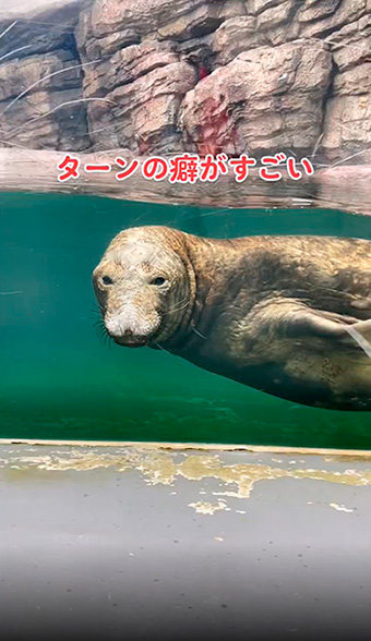 アザラシのターン