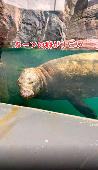 アザラシのターン