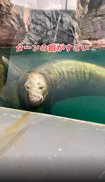 アザラシのターン