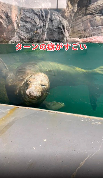 アザラシのターン