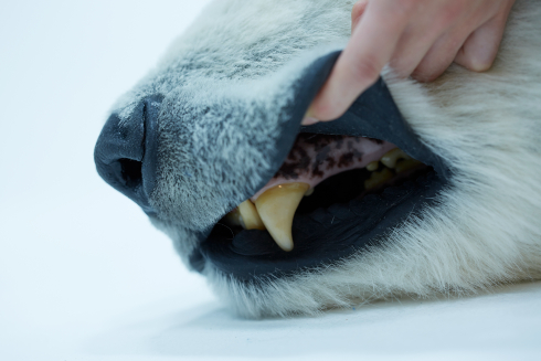 犬の造型スーツ