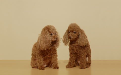 犬の造型スーツ