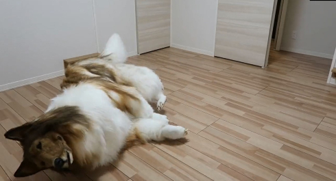 犬の造型スーツ
