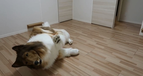 犬の造型スーツ