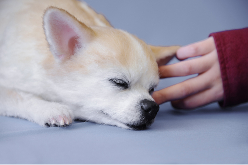犬の造型スーツ