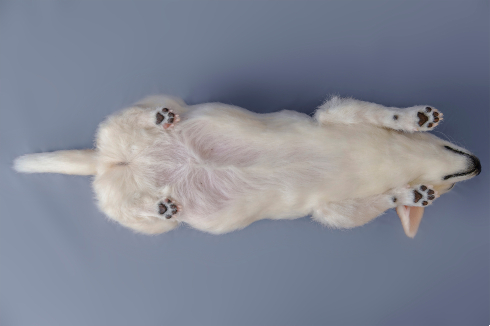 犬の造型スーツ