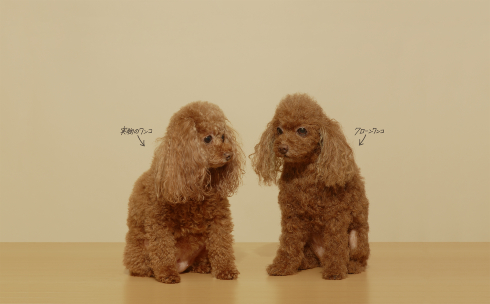 犬の造型スーツ