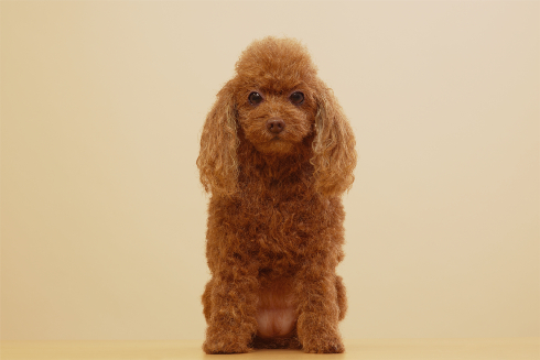 犬の造型スーツ