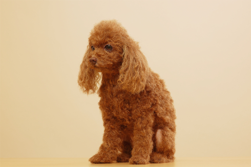 犬の造型スーツ