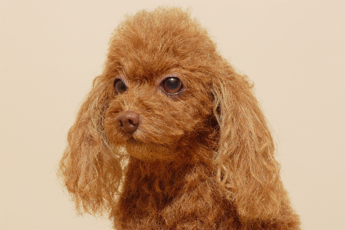 犬の造型スーツ